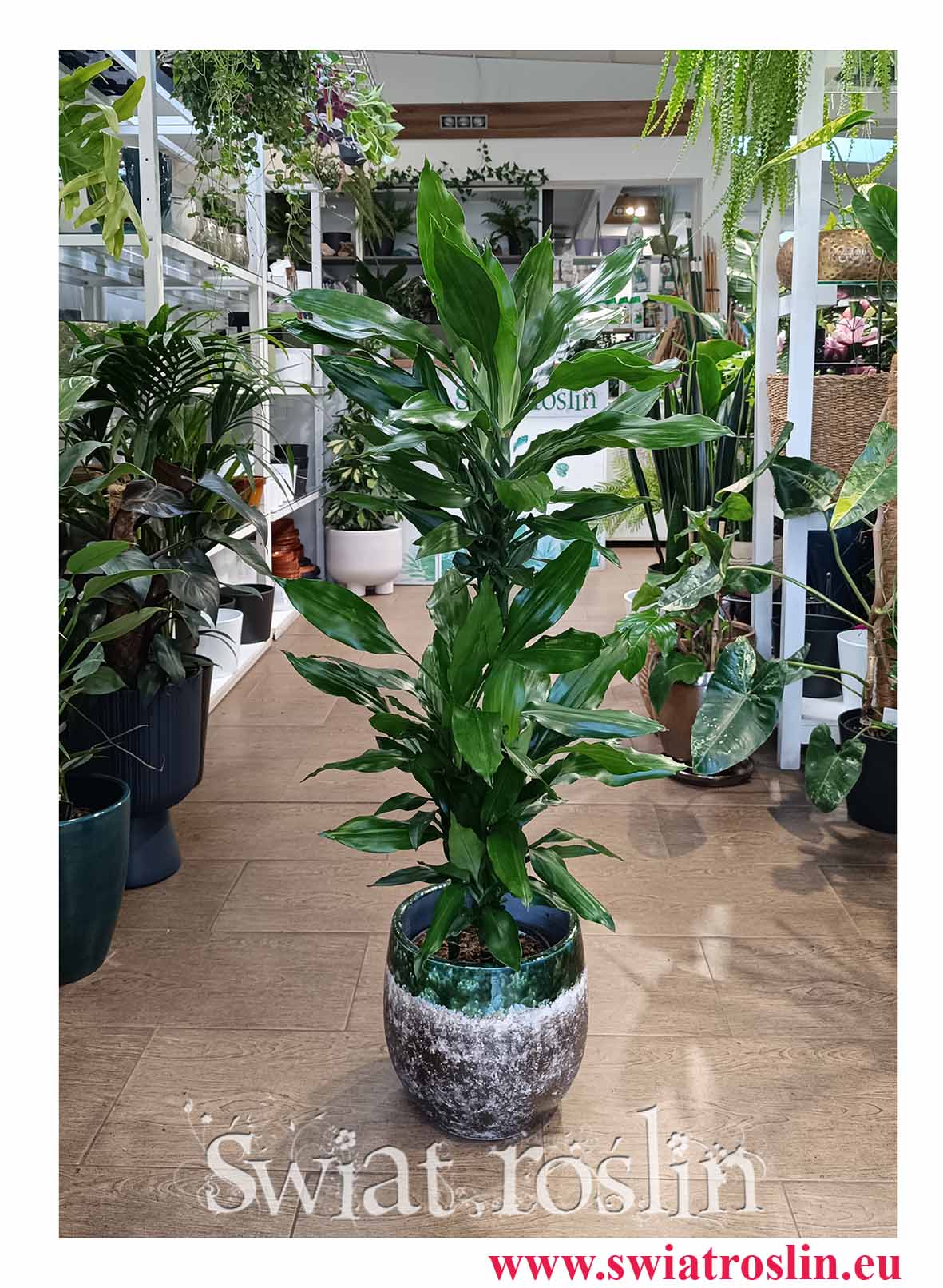 Dracena Fragrans Burundii do biura do firmy do hotelu do restauracji do kawiarni do salonu do mieszkania do dużej przestrzeni do recepcji